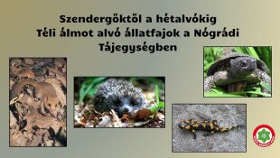 Szendergőktől a hétalvókig - Téli álmot alvó állatfajok a Nógrádi Tájegységben