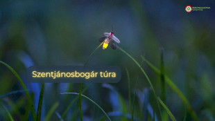 Szentjánosbogár túra Felsőtárkányban