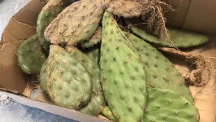 Szépség és szörnyeteg: a kivadult kaktuszok