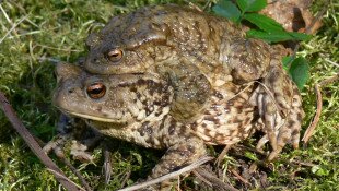 Szerelmes békák randevúznak a felsőtárkányi Oldalvölgyi-tavaknál