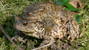 Szerelmes békák randevúznak a felsőtárkányi Oldalvölgyi-tavaknál