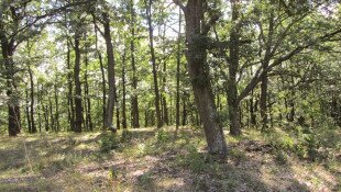 Szőllőskei Erdő Természetvédelmi Terület