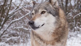 Tájegységi esték - Nagyragadozók jelenléte a nógrádi Palócföldön