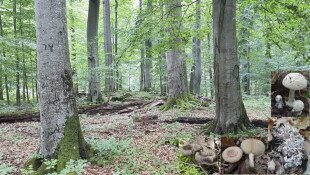 Talaj DNS segít megismerni a pannon erdők ektomikorrhizás gombáit