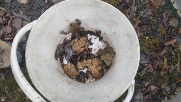 Tavaszi békavonulások és békamentések
