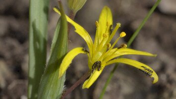 Tavaszi zsongás...