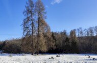 Télbúcsúztató madárgyűrűzés Jávorkúton