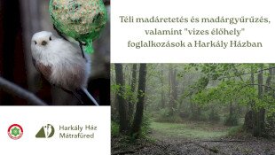 Téli madáretetés és madárgyűrűzés, valamint "vizes élőhely" foglalkozások a Harkály Házban