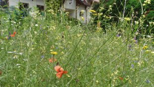 „Természetes üzenetek” - Plakáttervező pályázat az általános iskola felső tagozatán tanuló gyermekek, középiskolások és felnőtt alkotók számára
