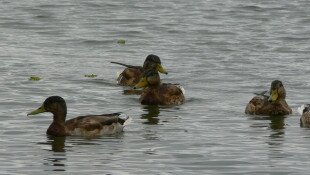 „Természetes üzenetek” - Plakáttervező pályázat az általános iskola felső tagozatán tanuló gyermekek és középiskolások számára