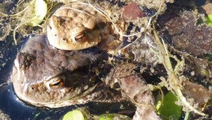 „Természetes üzenetek” - Plakáttervező pályázat az általános iskola felső tagozatán tanuló gyermekek számára