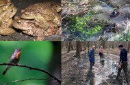 Természetmegőrzési Műhely - Gumicsizmával a kis légykapókért, lapáttal a kétéltűekért - Önkéntes akciók a Tarnavidéki Tájvédelmi Körzetben