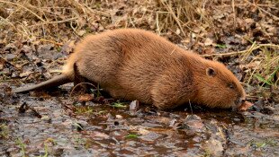 Természetmegőrzési Műhely - "Hódító hódok” – A hódok szakmai és társadalmi megítélése