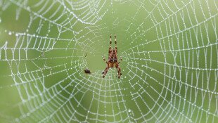 Természetmegőrzési Műhely: Mezítláb nyolc lábon - ismerd meg a pókok csodálatos világát!
