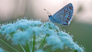 Természetmegőrzési Műhely - Színes szárnyakon: A lepkék különleges világa