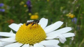 Természetvédelem az udvaron - Méhlegelő a Bábakalács Természetiskolában