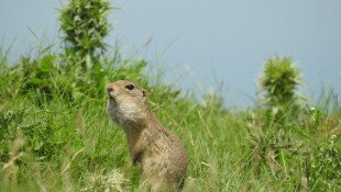 Természetvédelmi program az európai ürge állományának megőrzéséért, gyarapításáért