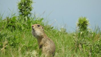 Természetvédelmi program az európai ürge állományának megőrzéséért, gyarapításáért