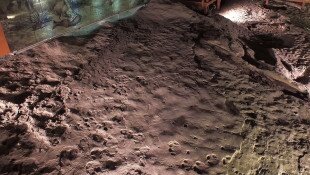 Trace fossils, footprints