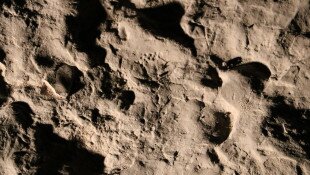 Tudományos kutatások - Ipolytarnóci Ősmaradványok