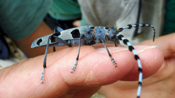 "Túramanó" napközis tábor