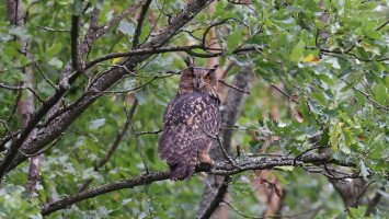 Újabb fiatal uhu került a Tarnavidékre