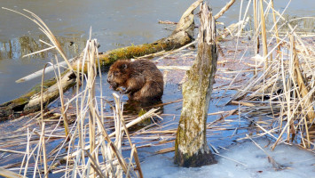 Újabb hód család telepedett meg a Lázbérci Tájvédelmi Körzetben