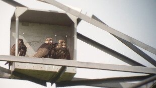 Újabb kerecsensólyom-költőládák kihelyezése a Bükki Nemzeti Park területén