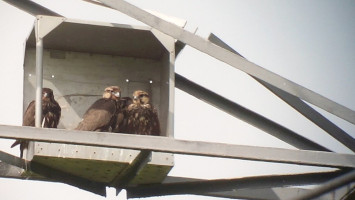 Újabb kerecsensólyom-költőládák kihelyezése a Bükki Nemzeti Park Igazgatóság területén