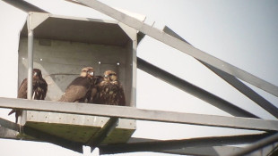 Újabb kerecsensólyom-költőládák kihelyezése a Bükki Nemzeti Park Igazgatóság területén