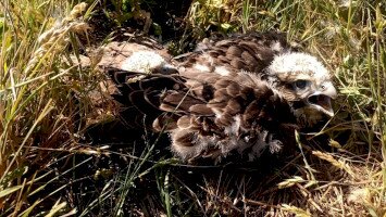 Új kerecsensólyom párok a Dél-Borsodi Tájegységben