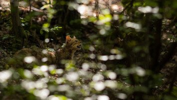 Újra szabadok lehetnek a vadmacskák