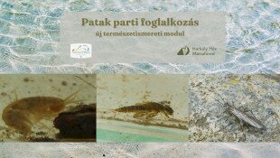 Új természetismereti modul a Harkály Házban - Patak parti foglalkozás