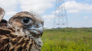 Uniós támogatás segíti a kerecsensólymok védelmét az Észak-Alföldön