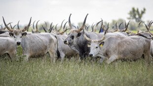 Ünnep és hagyomány a kihajtás Szent György napján