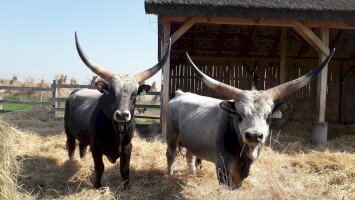 Valódi, Tegnap és Burkus - új bikák a láthatáron
