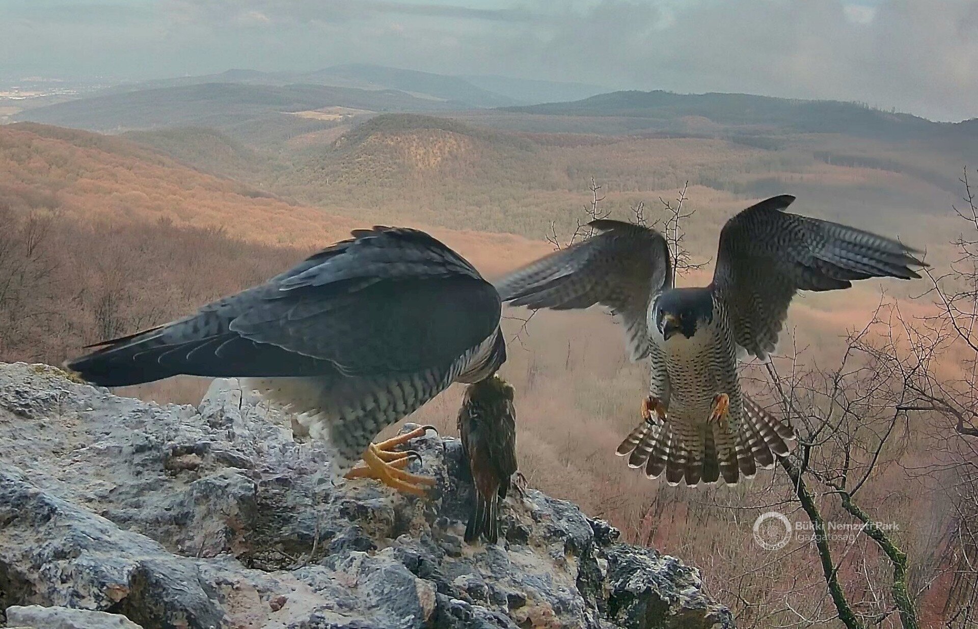 vandorsolyaom5 FILMDZSUNGEL