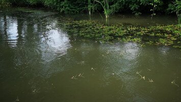 Virágzik a Tisza!