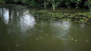Virágzik a Tisza!