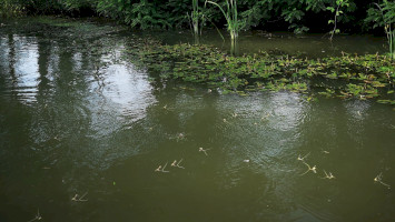 Virágzik a Tisza!