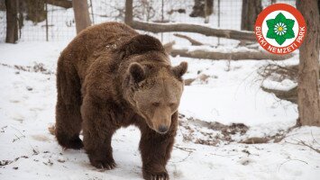 Viselkedési szabályok medvével való találkozás esetén