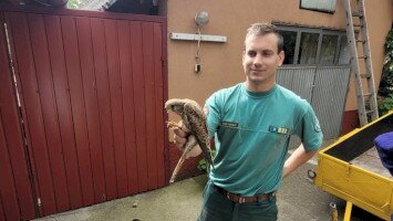 Vörös vércse látogató Finnországból