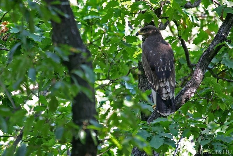 Fiatal békászó sas (Fotó: Kovács András Raptorimages.hu)