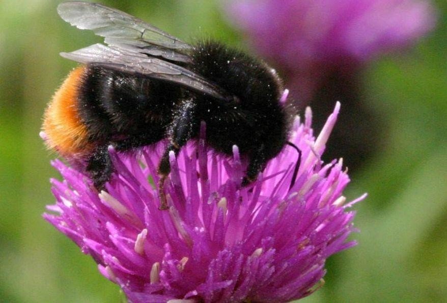 Online természetismereti feladatok - Bükki Nemzeti Park Igazgatóság