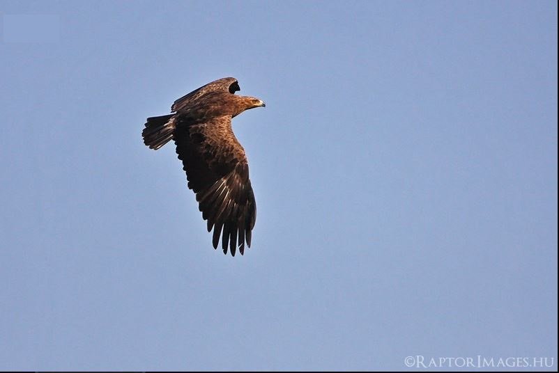 Idős békászó sas ( Fotó: Kovács András Raptorimages.hu)